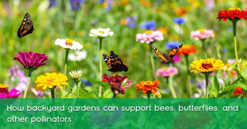 Creating a Pollinator Habitat in Your Backyard: How Gardens Support ...
